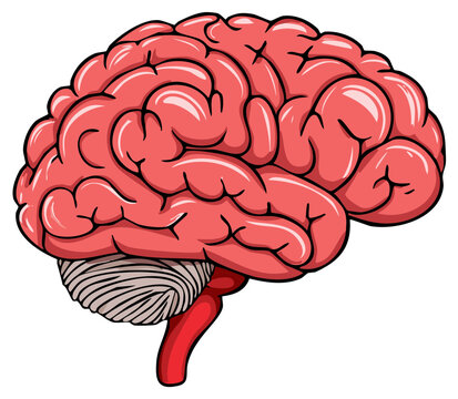 Cartoon human brain illustration representing intelligence thought and medical health concepts