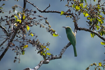 A vibrant Blue bearded bee eater perched on a tree branch with yellow green leaves and blurred natural background.