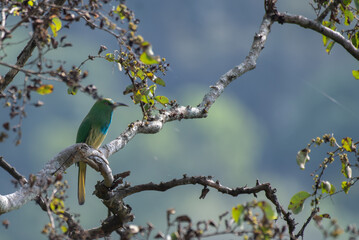 A vibrant Blue bearded bee eater perched on a tree branch with yellow green leaves and blurred natural background.