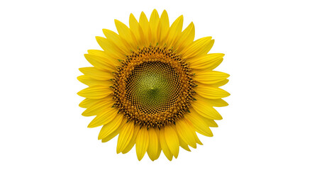 Fototapeta premium Bright Yellow Sunflower Head on Black Background