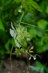 Grape Leaf Disease Caused by Daktulosphaira vitifoliae