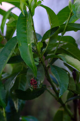 Peach Leaf Curl Disease Caused by Taphrina deformans