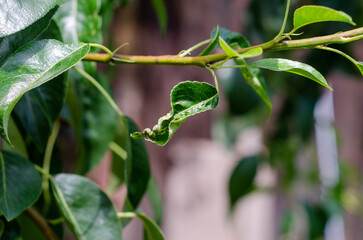 Pear Leaf Curl Disease Caused by Taphrina deformans