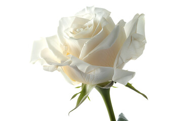 Elegant White Rose Close Up Black Background