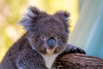 koala portrait