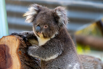 koala portrait