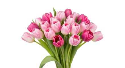 Beautiful Pink Tulip Bouquet on Black Background
