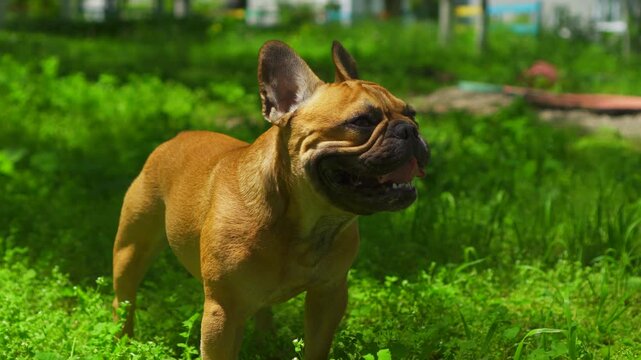 Playful French Bulldog shaking head on sunny park lawn. Funny pet blooper, shaking off water in slow motion. Professional gimbal shot with bokeh for comedy videos and pet product ads