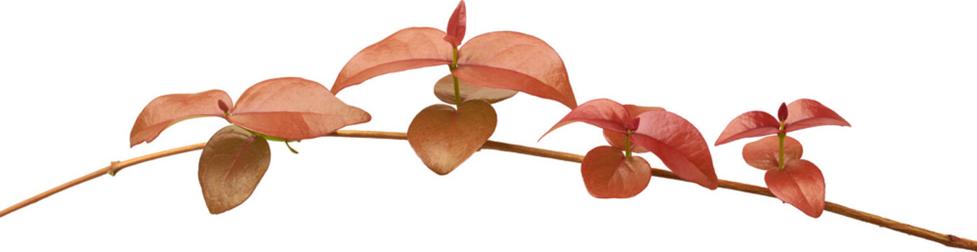 young foliage of pitanga or surinam cherry plant isolated white background, delicate and fresh growth of maroon colored leaves of colorful fruit tree