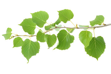 Green leaves on a branch against a black background