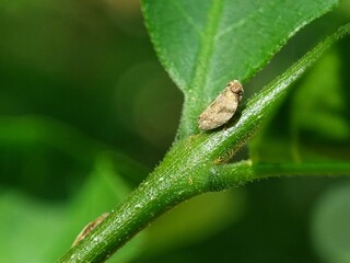 Close up of the Brown planthopper on green leaf in the garden. the Nilaparvata lugens (Stal) on green brunch. Macro