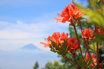甘利山のレンゲツツジと富士山