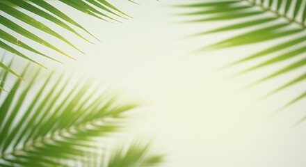 Obraz premium A soft focus close-up of vibrant green palm leaves framing a bright, sunlit background.