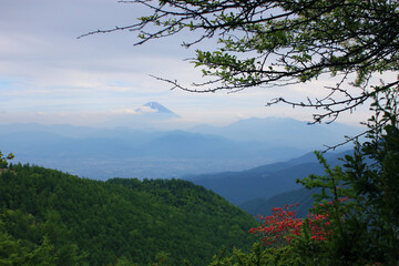 Obraz premium 甘利山のレンゲツツジと富士山