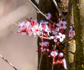 pink cherry blossom