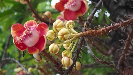 Cannonball tree, Sala tree. Shorea robusta flowers.