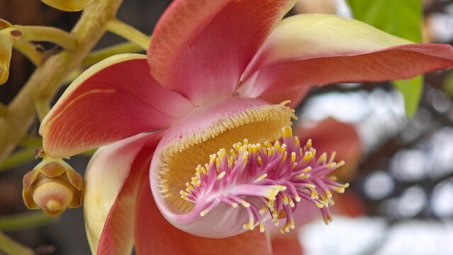 Cannonball tree, Sala tree. Shorea robusta flowers.