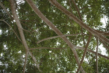 Ramas de un &aacute;rbol de la costa