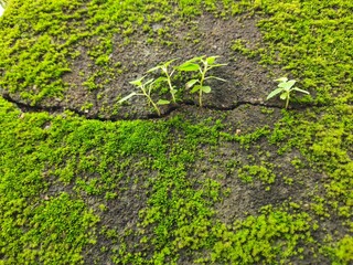 Green mossy wall surface is split by a deep crack, from which three small, resilient green Ficus religiosa plants sprout. Image captures nature's persistence. bodhi,&nbsp;pippala, peepul or&nbsp;ashwattha tree.