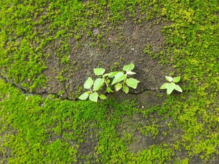 Green mossy wall surface is split by a deep crack, from which three small, resilient green Ficus...