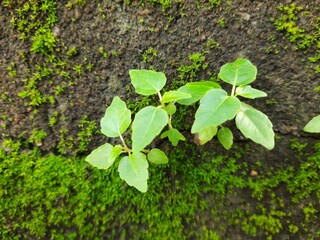 Fototapeta premium Green mossy wall surface is split by a deep crack, from which three small, resilient green Ficus religiosa plants sprout. Image captures nature's persistence. bodhi,&nbsp;pippala, peepul or&nbsp;ashwattha tree.