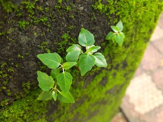 Green mossy wall surface is split by a deep crack, from which three small, resilient green Ficus religiosa plants sprout. Image captures nature's persistence. bodhi, pippala, peepul or ashwattha tree.