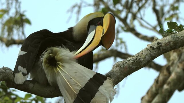 Great Indian Hornbill, cloaca the reproductive organ visible, Cleaning Feathers in Kaziranga National Park, Assam, India