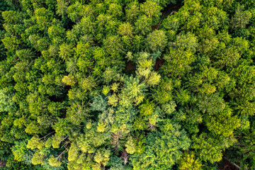 Naklejka premium Zielony las widok z powierza, małopolska 