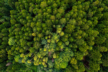 Naklejka premium Zielony las widok z powierza, małopolska 
