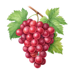 Fototapeta premium Red grapes bunch isolated on transparent background
