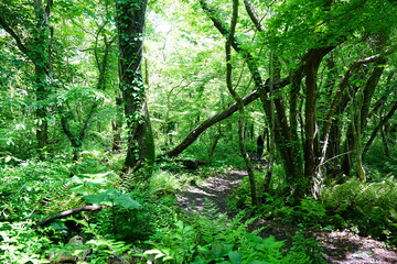 shiny spring forest and fine path