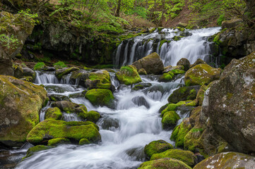 新緑に囲まれた蓼科大滝と滝ノ湯川の流れ
