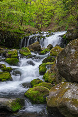 新緑に囲まれた蓼科大滝と滝ノ湯川の流れ