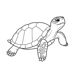 A turtle outline for coloring on a white background