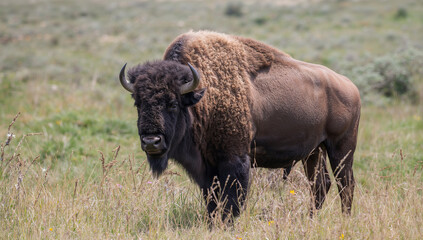 Majestic bison standing in grassy field buffalo mammal