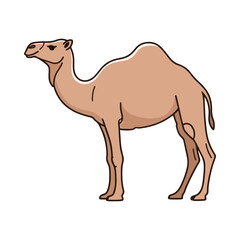 A dromedary camel with one hump standing in profile. A classic illustration of a desert animal known for its endurance. Isolated on a white background.