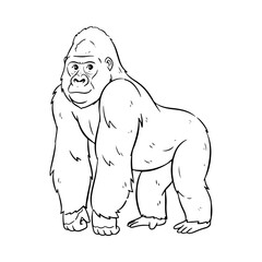 Obraz premium A powerful black and white line art illustration of a silverback gorilla. Detailed drawing of a great ape, a primate from the jungle, in a standing pose.