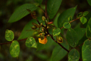 Fresh Green leaves close up photo with texture details