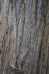 Obraz premium Close-up of various plants.