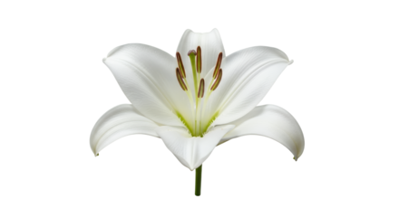 White Lily Flower Bloom Isolated on Black Backdrop