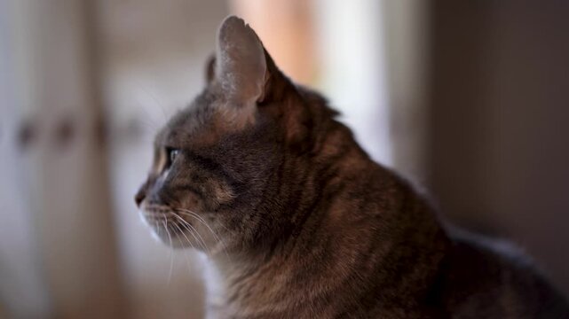 Gato dom&eacute;stico observando, atenci&oacute;n y curiosidad. Mascota, animal de compa&ntilde;&iacute;a, interior o exterior, comportamiento felino y mirada intensa.