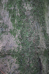 Close-up of various plants.
