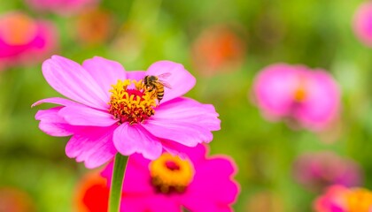 Obraz premium Bee on pink flower (1)