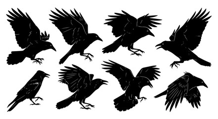 Obraz premium Vector art of collection of black raven silhouettes in various flying poses for POD