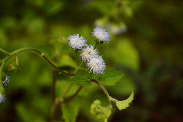 Fresh Green leaves close up photo with texture details