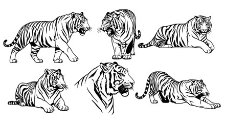 Obraz premium Vector art of collection of black and white tiger illustrations for POD