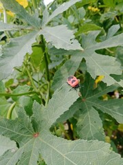 ladybug on leaf