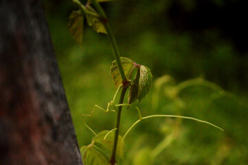 Fresh Green leaves close up photo with texture details