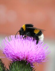 Bumble bee on thistle