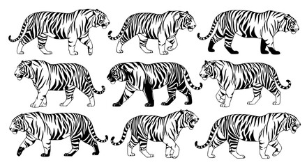 Obraz premium Vector art of silhouette of tigers in different poses for POD